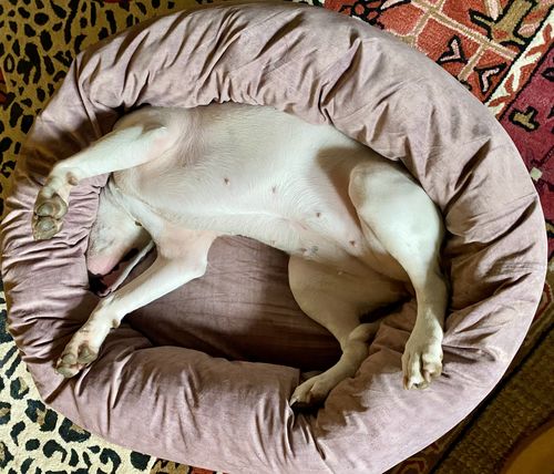 Customer photo review of Scruffs Oslo Donut Bed