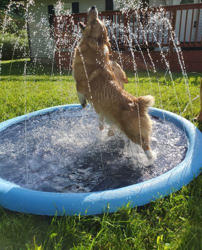 Customer photo review of Sprinkler Wasserspielmatte für Hunde
