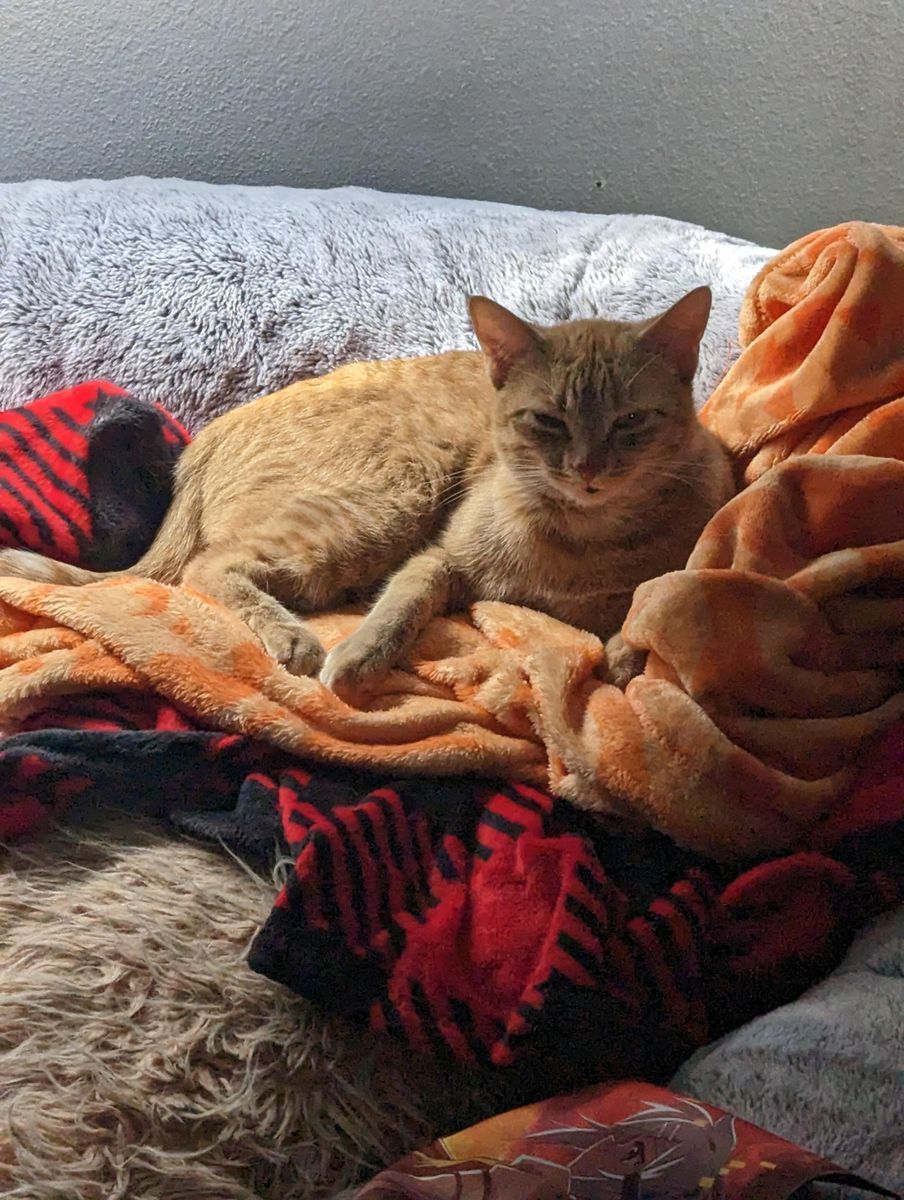 Customer photo review of Human Dog Bed