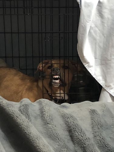 Customer photo review of Keepaws™ Tactical AirTag Collar