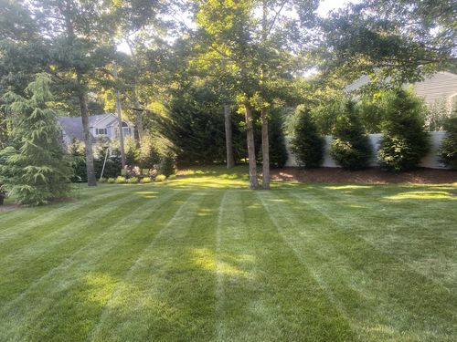 Customer photo review of Azoxystrobin 2SC