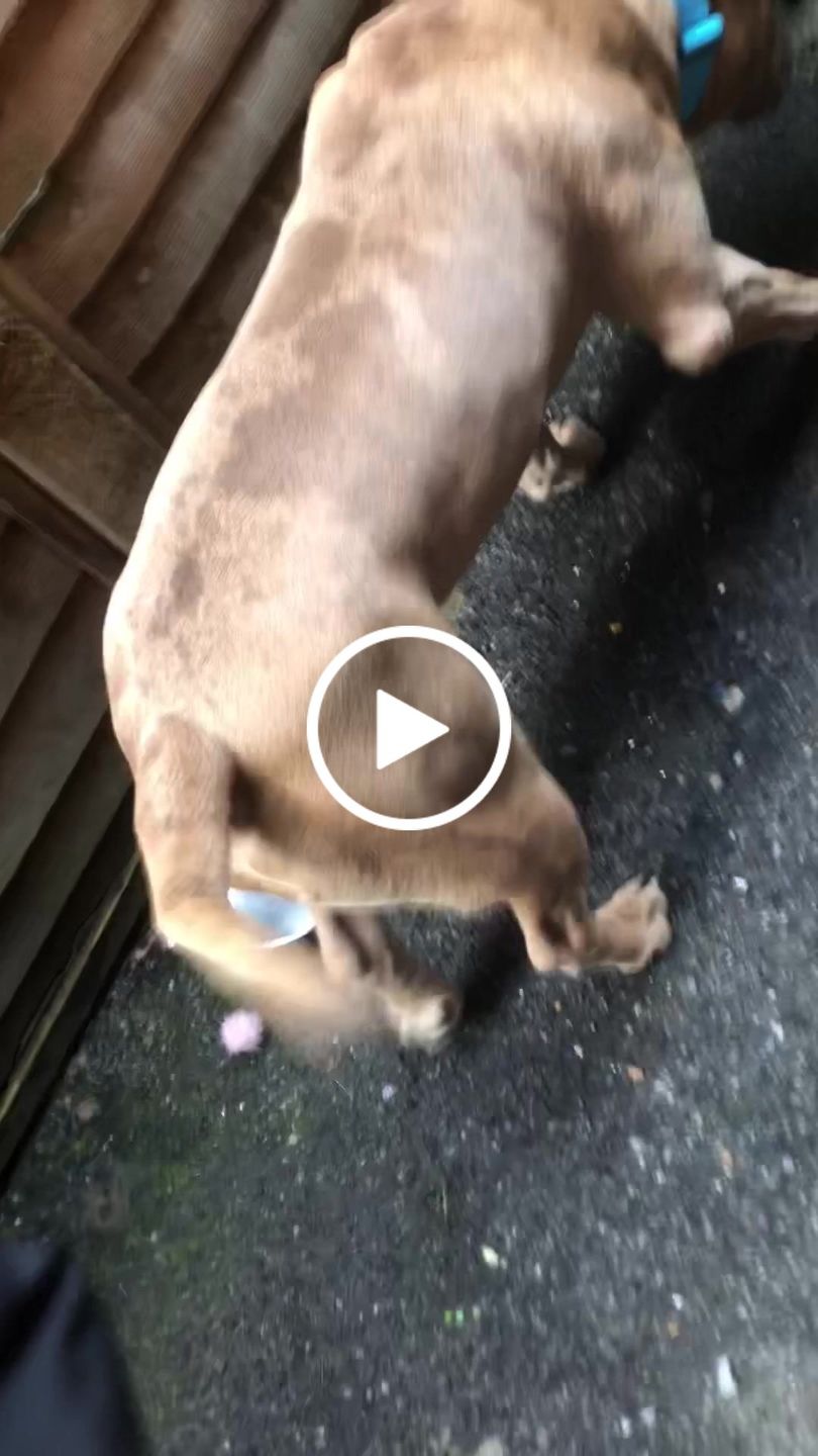 Customer video review of 5cm Combat® Collar | With Handle & Rated Clip - Light Blue v2.0