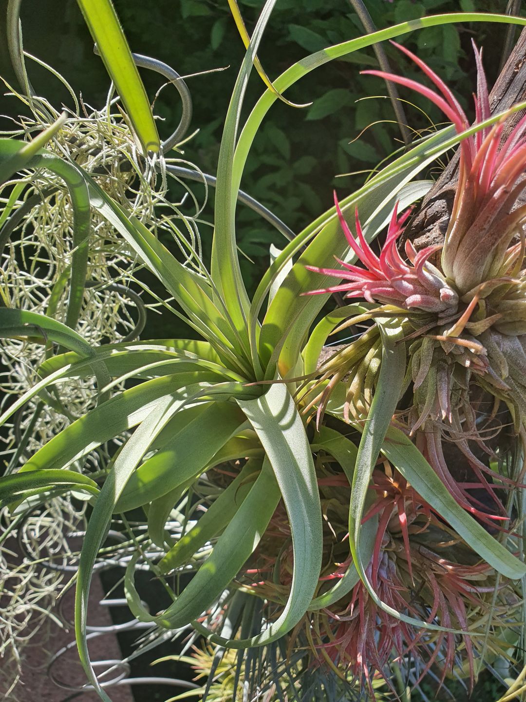Customer photo review of Tillandsia 'firestorm'