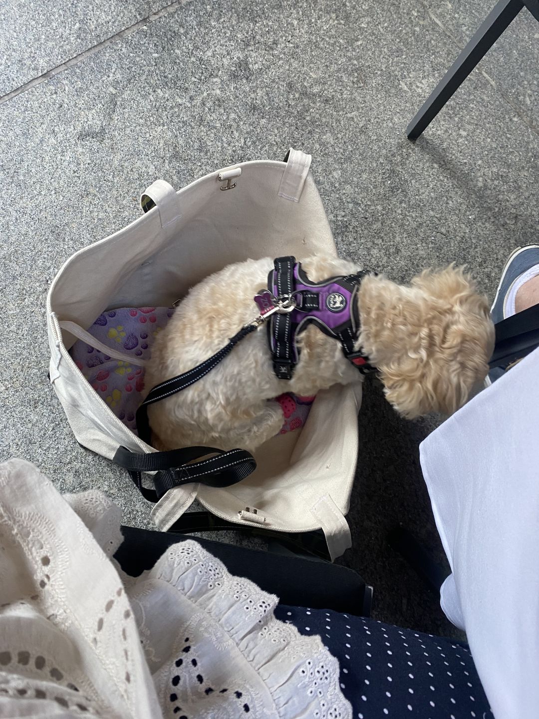 Customer photo review of Boat Canvas Carrier - Classic