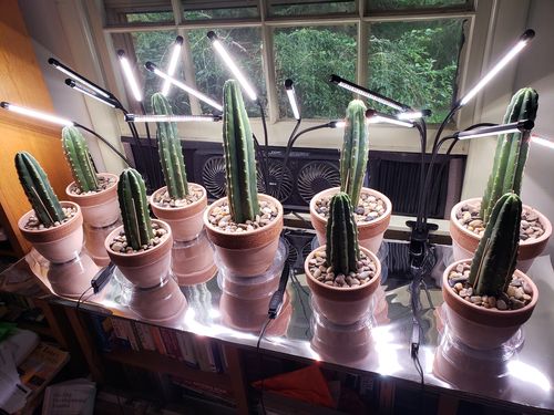 Customer photo review of San Pedro Cactus | Bulk Rooted Cactus Packs | Echinopsis (Trichocereus) Pachanoi