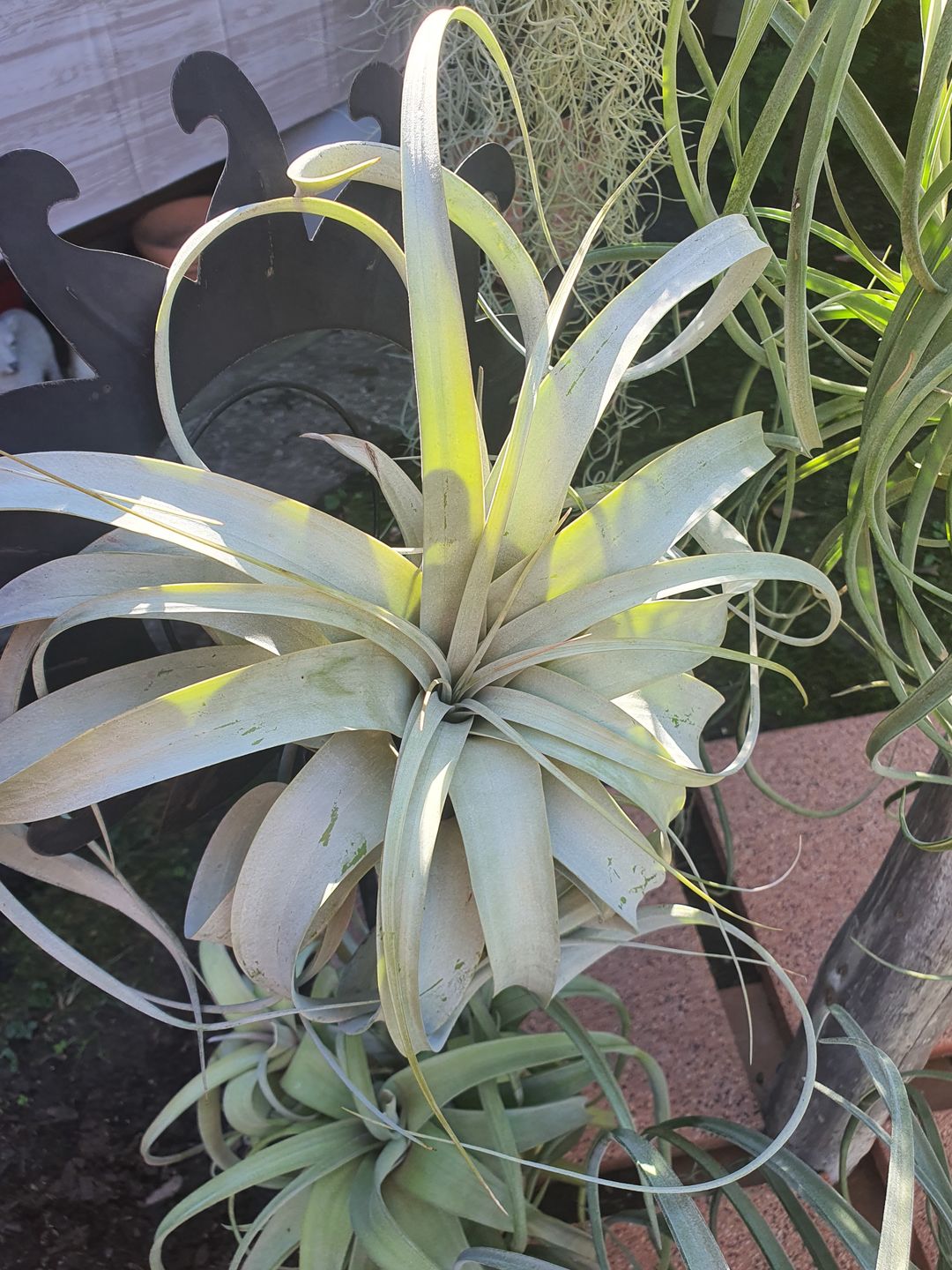 Customer photo review of Tillandsia xerographica