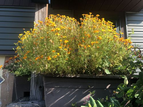 Customer photo review of Lemon & Tangerine Gems Signet Marigold Seeds