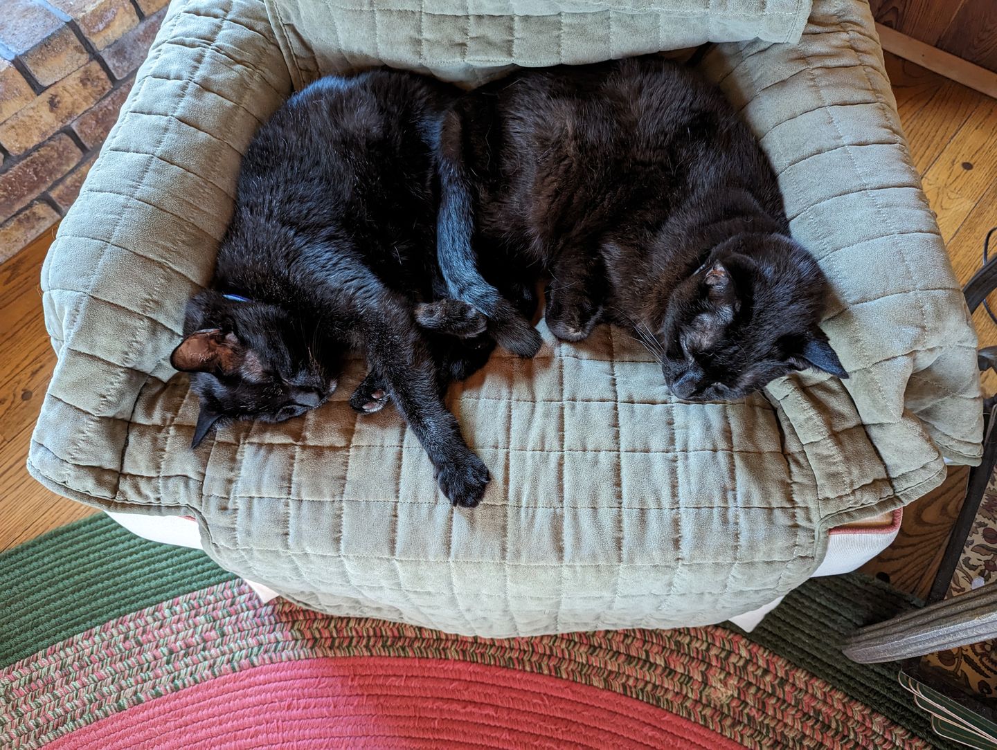 Customer photo review of KING KALM CBD 75mg - Small Dog & Cat Formula  20lbs or less