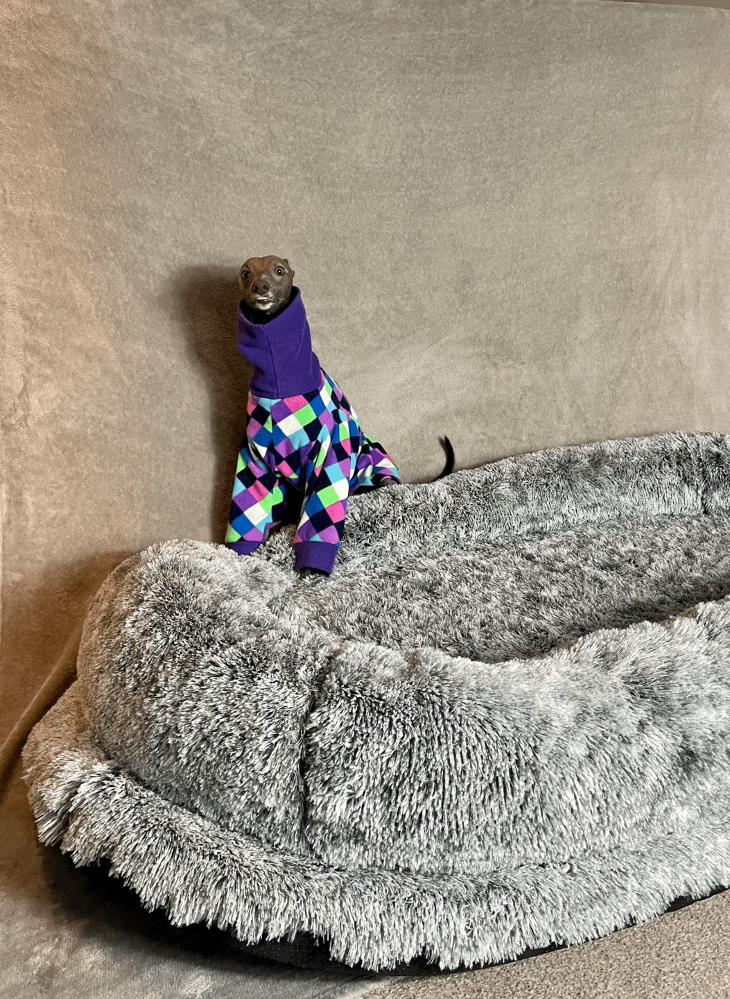Customer photo review of Human Dog Bed