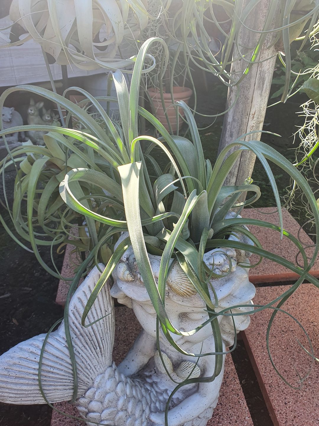 Customer photo review of Tillandsia "Curly Slim" - intermedia x streptohphylla