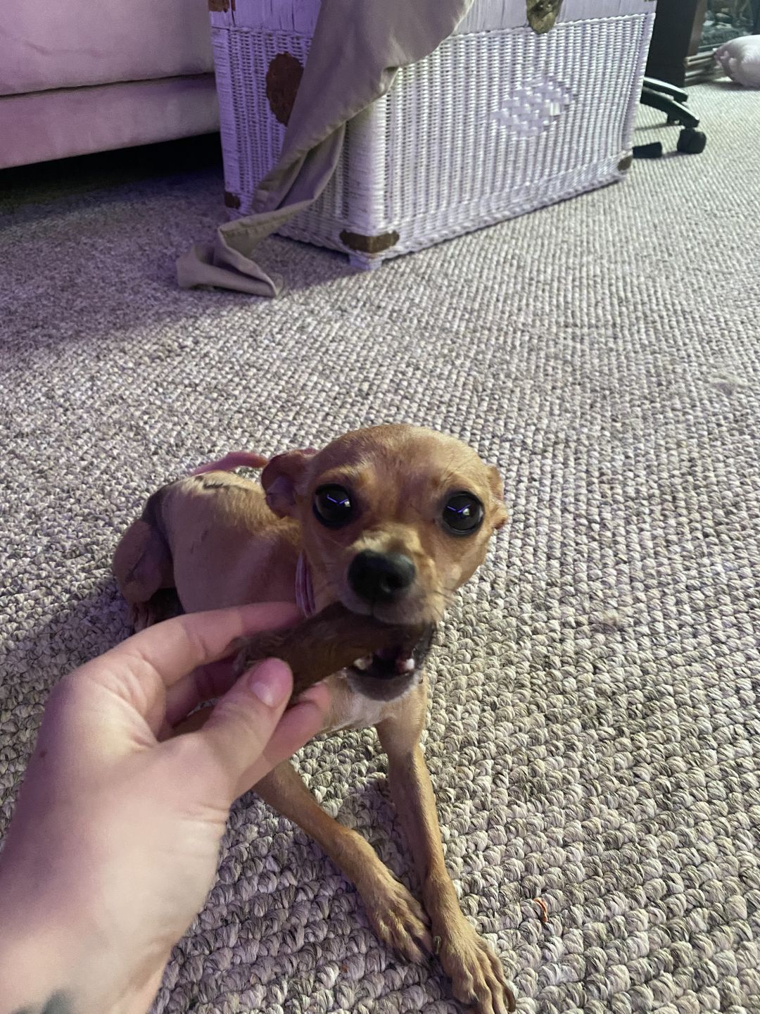 Customer photo review of Mini Rabbit Feet