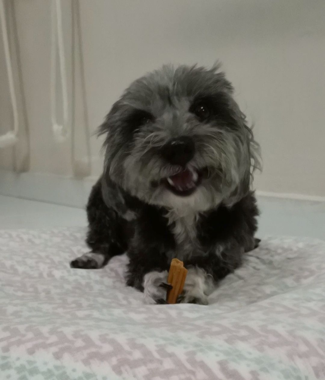 Customer photo review of Dental Chew (Large Package)