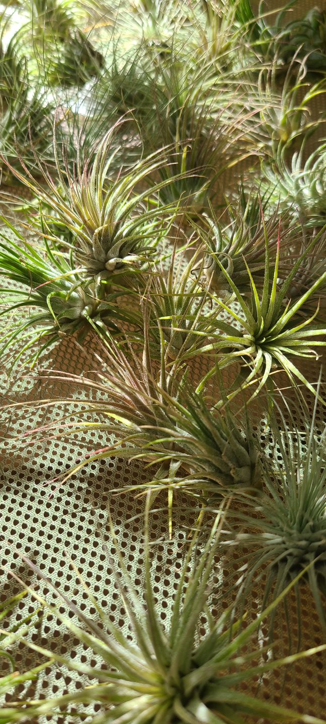 Customer photo review of Wholesale Ionantha Guatemala Medium  (Minimum Order 10)