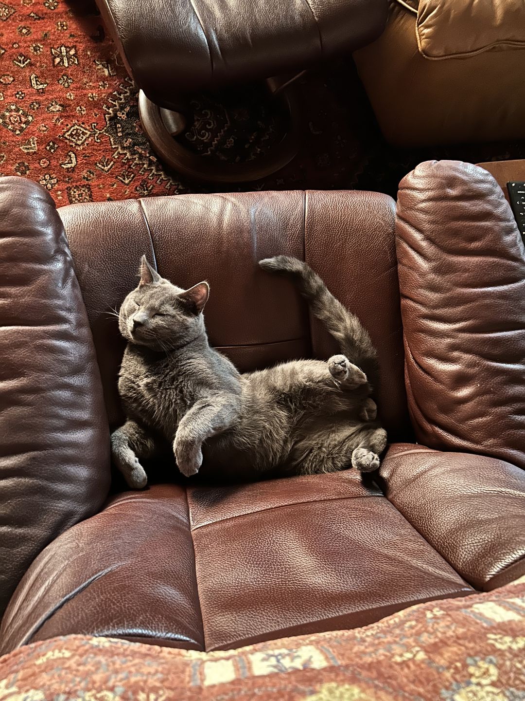 Customer photo review of Pâtées riches en bœuf & aux courgettes (chat stérilisé et chat adulte)