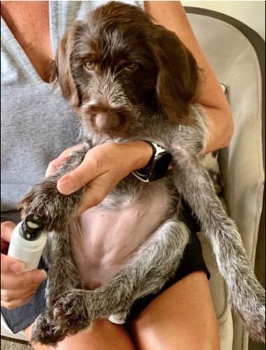 Customer photo review of PetGrind© V.3 - Premium Krallen-Pflegegerät