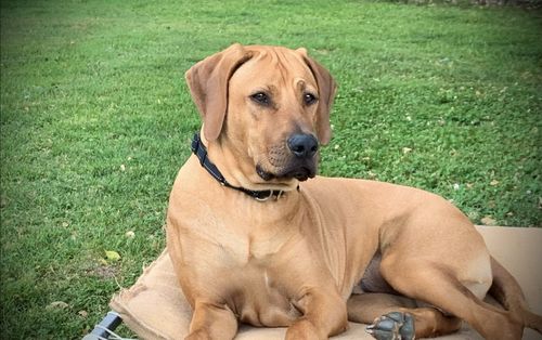 Customer photo review of New Hemp Seed Oil for Large Dogs (500ml)