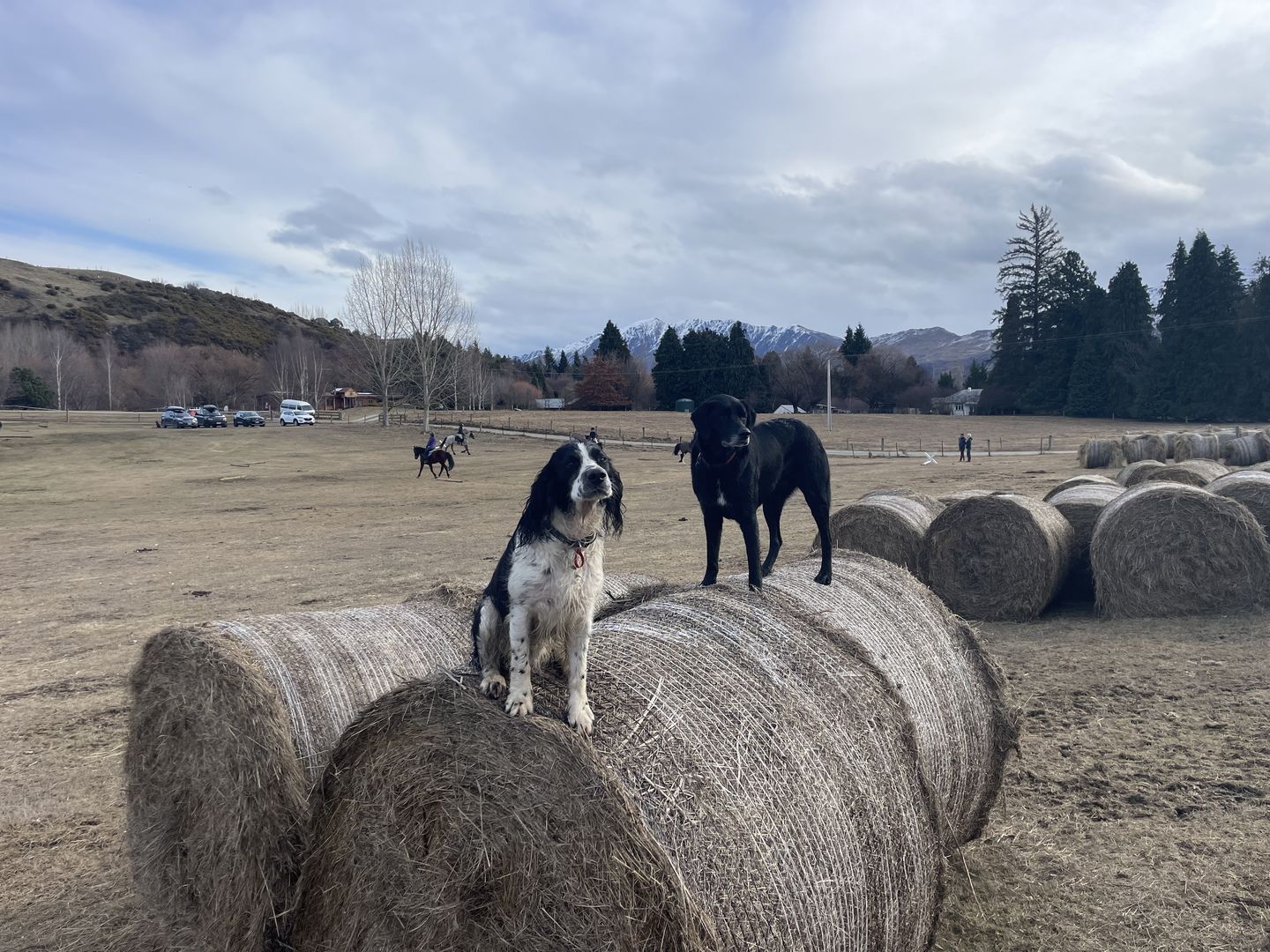 Customer photo review of Silage Bale Hay Net