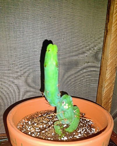 Customer photo review of Penis Cactus | Trichocereus bridgesii monstrose
