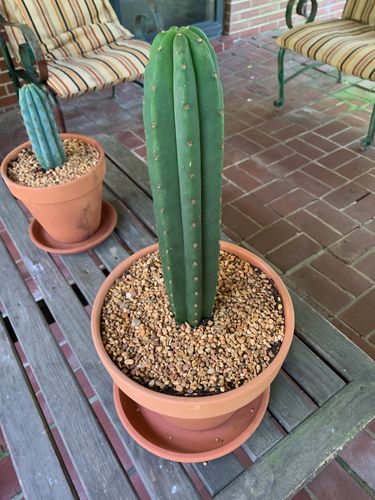 Customer photo review of Dr. Greenthumb x TPM | Trichocereus Pachanoi Hybrid