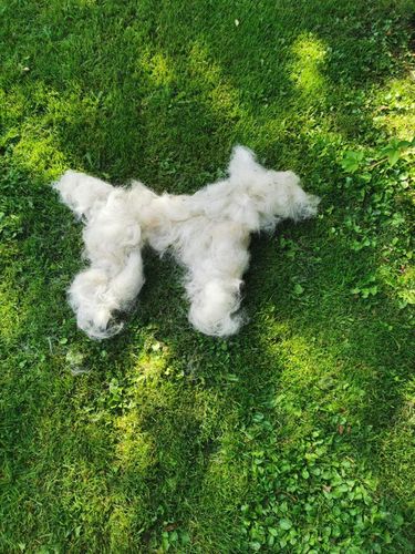 Customer video review of Pet Pro Grooming Tool