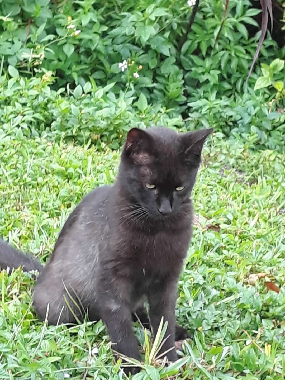 Customer photo review of Mange Treatment for Cats - Treats Feline Sarcoptic & Demodectic Mange, Scabies & Ear Mites