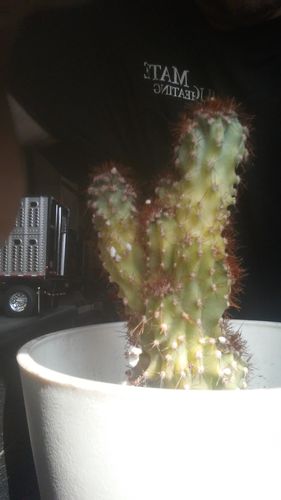 Customer photo review of Monstrose Apple Cactus | Cereus Peruvianus Monstrose Rojo