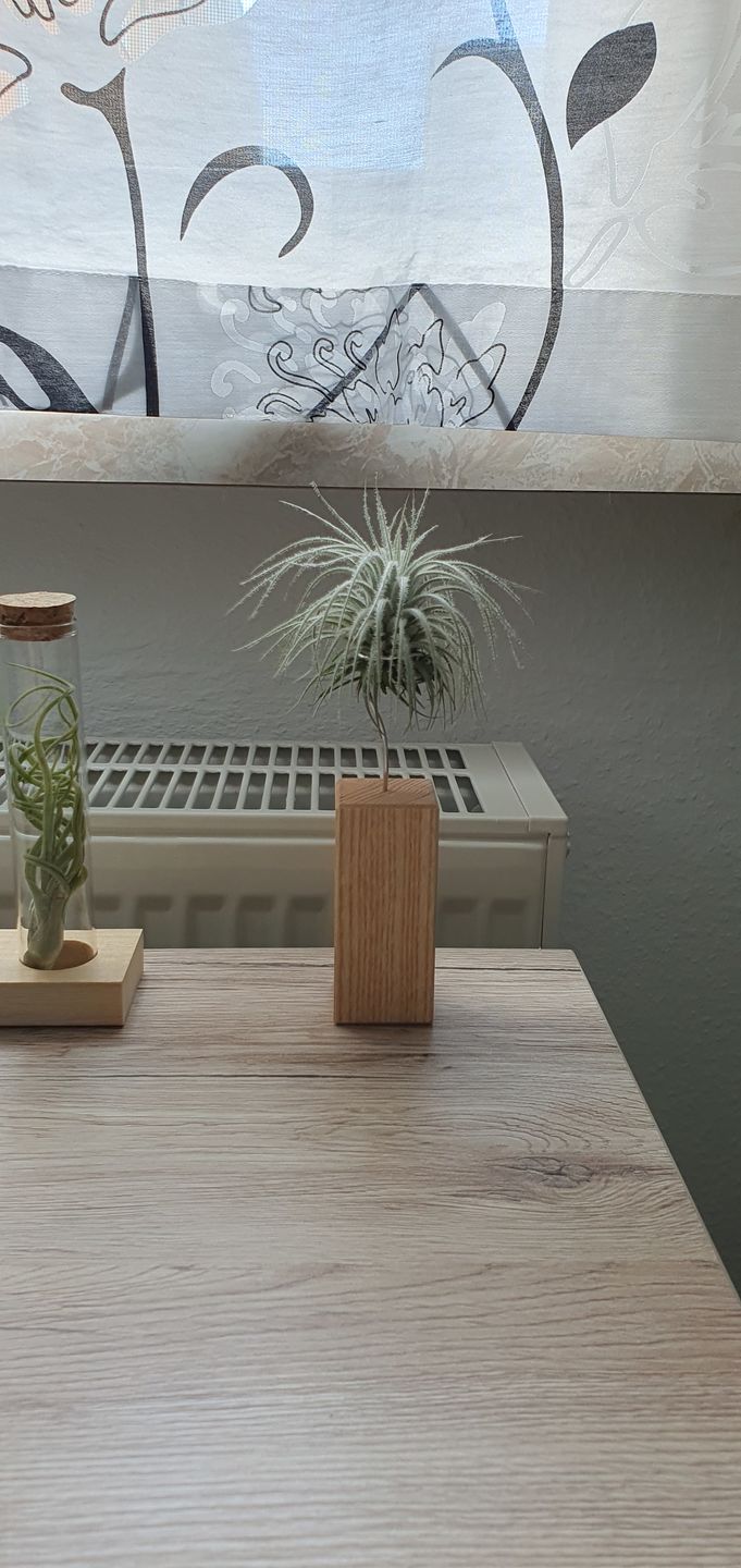 Customer photo review of Tillandsia tectorum "snow"