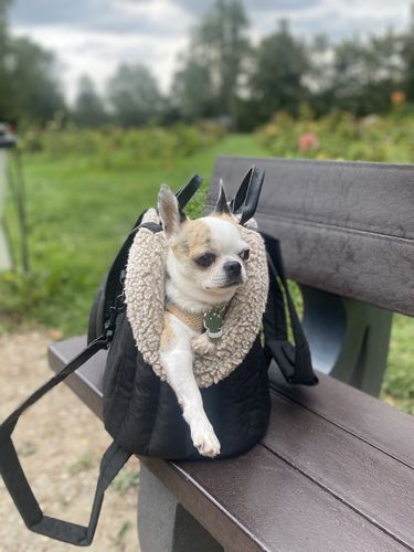 Customer photo review of Сarrying Pony bag black