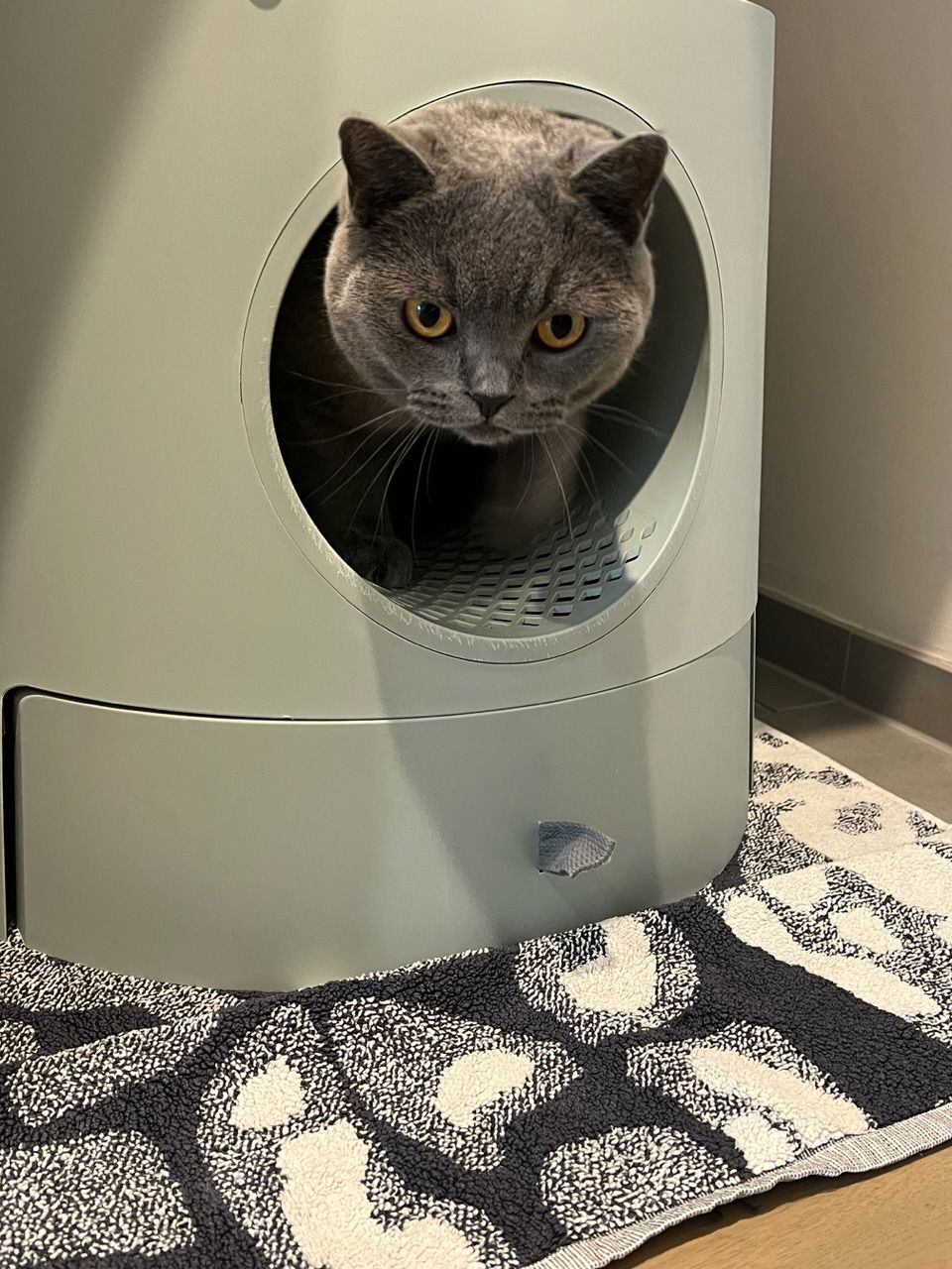 Customer photo review of Michu Premium Mixed Tofu Cat Litter Pro Gen2 6L- Superb in Flushable, Eco-Friendly & Odour-Control