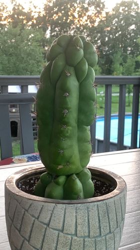 Customer photo review of Monstrose San Pedro Cactus | TPM | Echinopsis (Trichocereus) pachanoi Monstrose