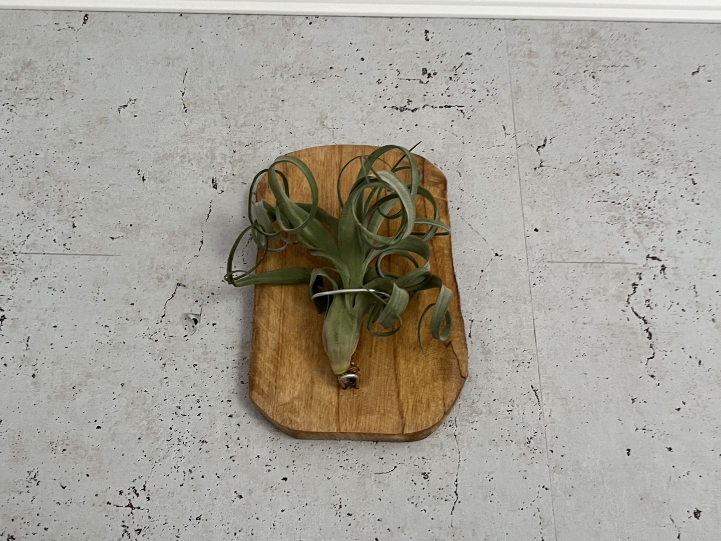Customer photo review of Tillandsia "Curly Slim" - intermedia x streptohphylla