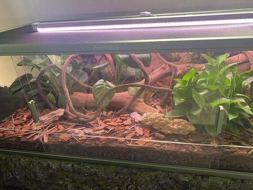 Customer photo review of 85 Gallon Reptile Enclosures 48x24x18_Earthy Green