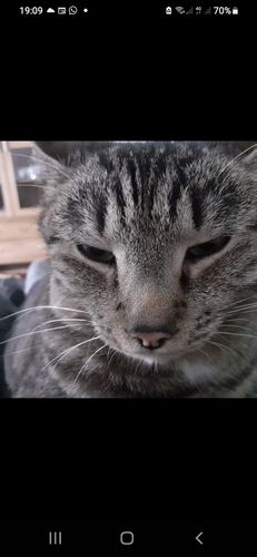 Customer photo review of Blue Dream