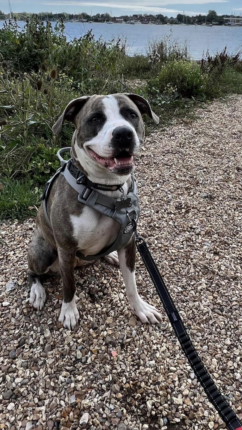 Customer photo review of Air Mesh Harness - Anti-Pull, With Handle, Non Restrictive & Adjustable - Grey
