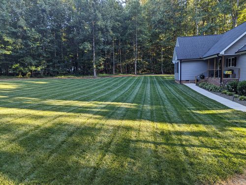 Customer photo review of GCI Turf Type Tall fescue Grass Seed