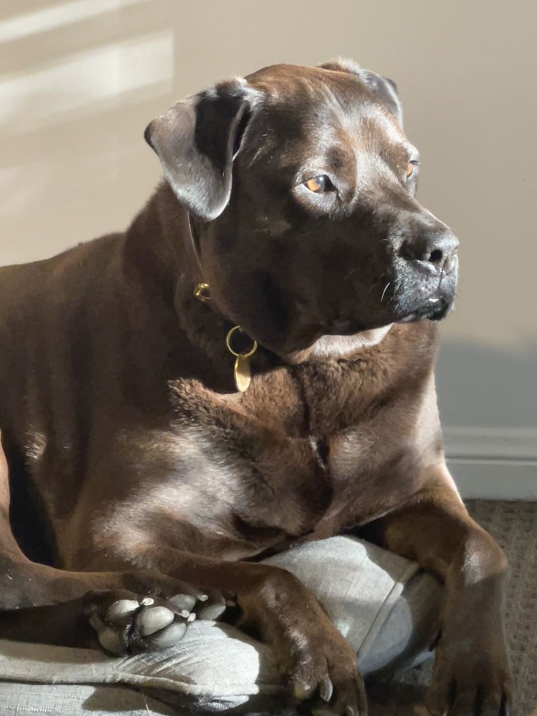 Customer photo review of Dog Collar