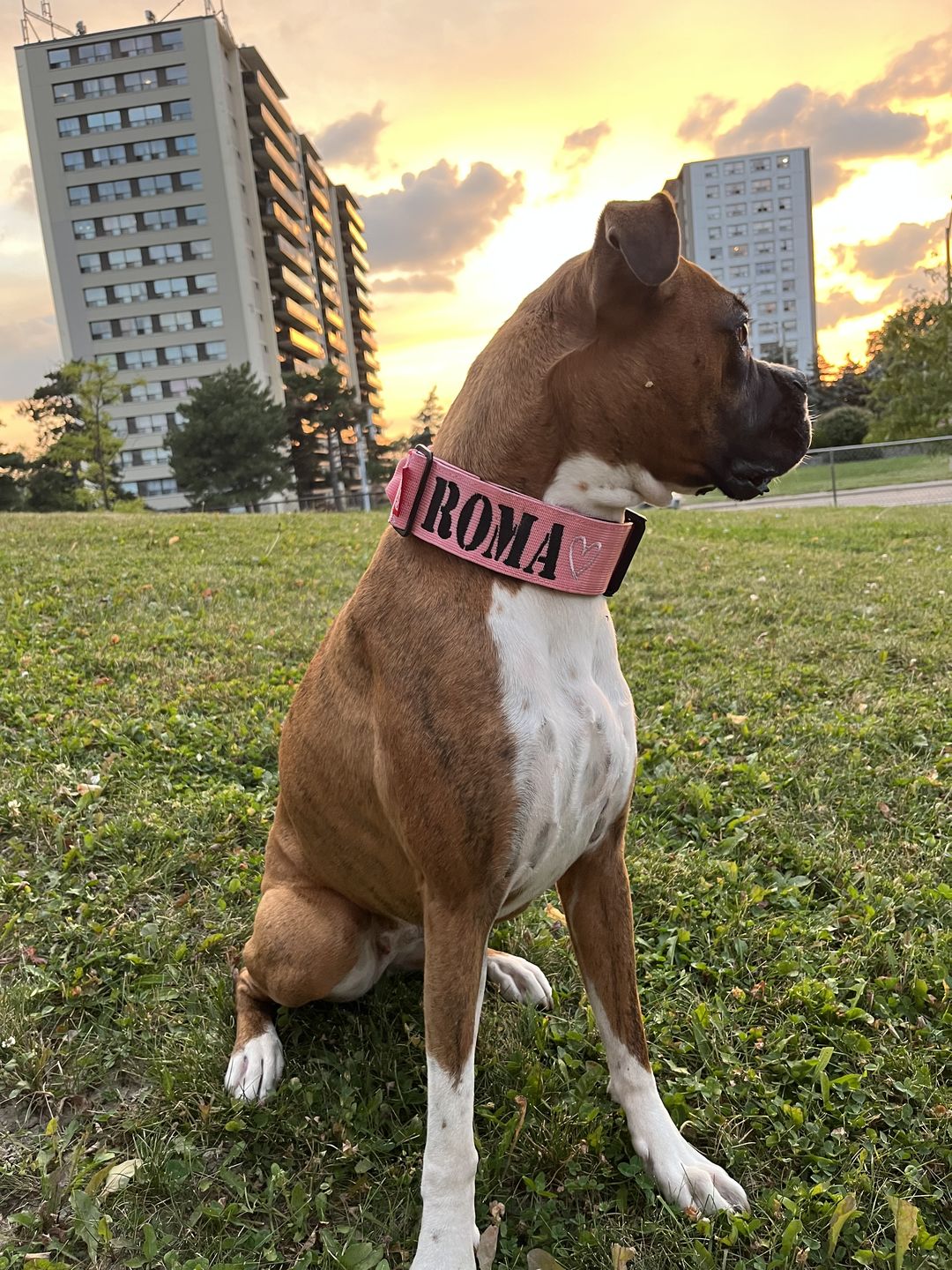 Customer photo review of 2" Tactik Dog Collar - Rose
