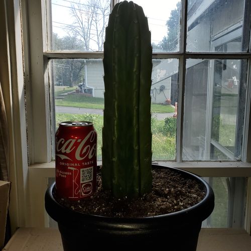 Customer photo review of San Pedro Cactus Cuttings | Echinopsis (Trichocereus) pachanoi Cuttings
