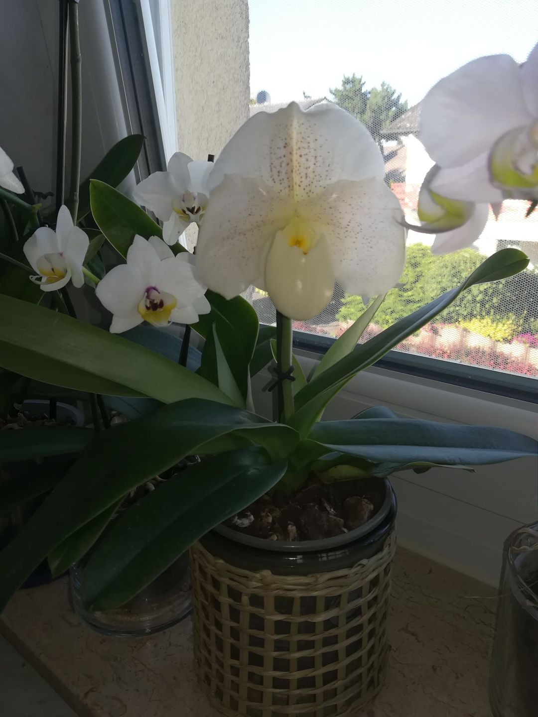Customer photo review of Frauenschuh Orchidee White Lady