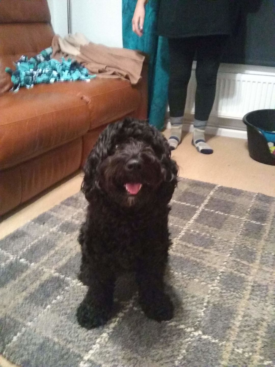 Customer photo review of Total Probiotic Tablets For Dogs