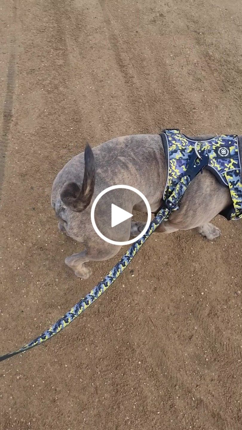 Customer video review of 4cm Combat® Collar | With Handle & Rated Clip - Lightning v2.0