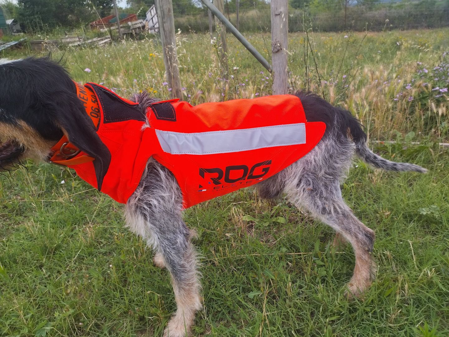 Customer photo review of Gilet de protection orange ROG® ELITE pour chien de chasse