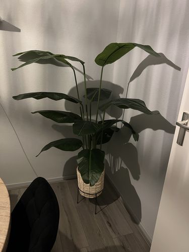 Customer photo review of Kunst Bananenplant Serie A 150cm