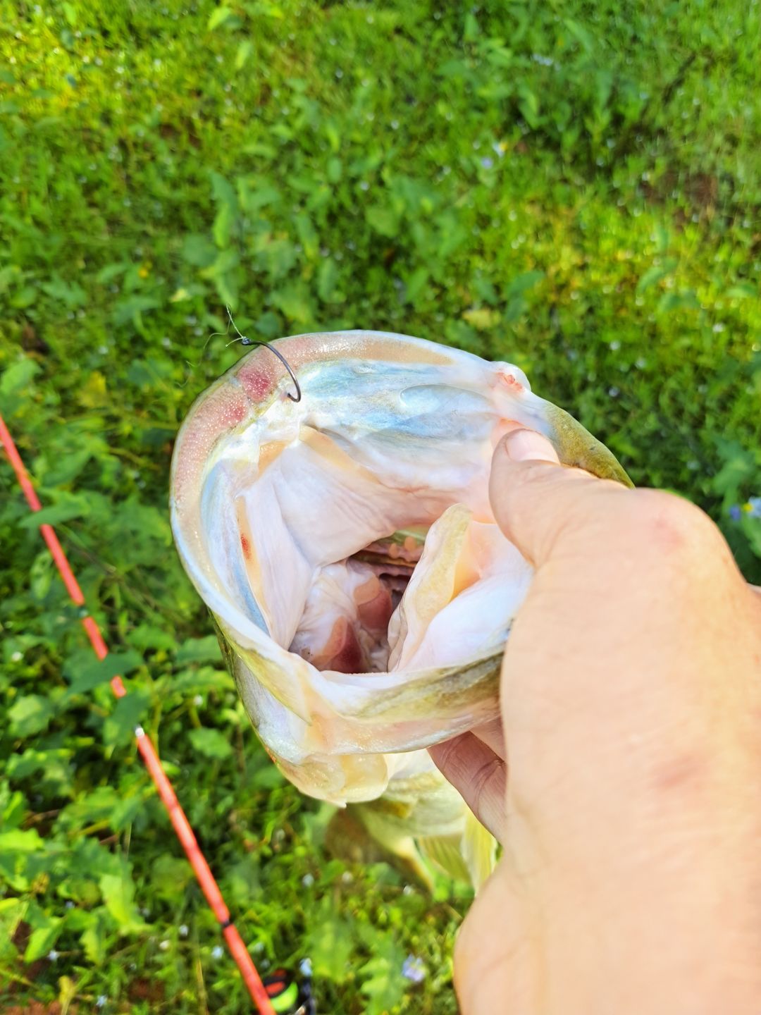 Customer photo review of Nako Power Wacky Rig Hooks 8203 | Wacky Worm Hooks | 10 Piece | Nano Smooth Coating