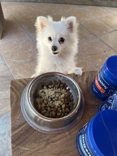 Customer photo review of Skin & Coat. Suplemento para Perro para un Pelaje y Piel Libre de Resequedad e Irritación sabor a Pescado de 270g