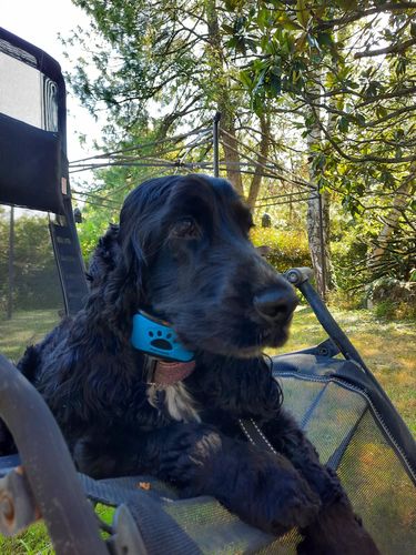 Customer photo review of Collier Anti Aboiement PuppySafe