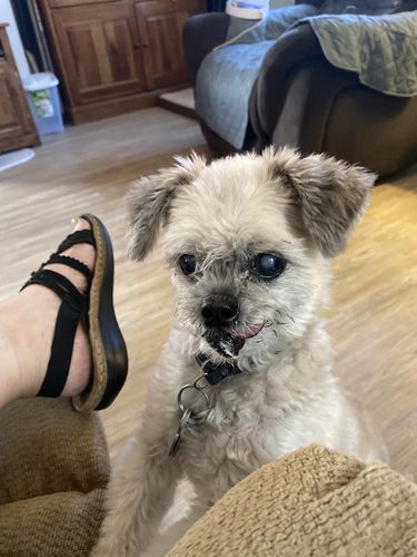 Customer photo review of NexGard Chew For Small Dogs 10-24lbs (4-10kg)