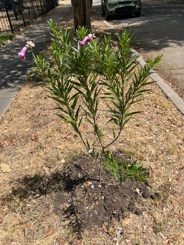Customer photo review of Bubba Desert Willow