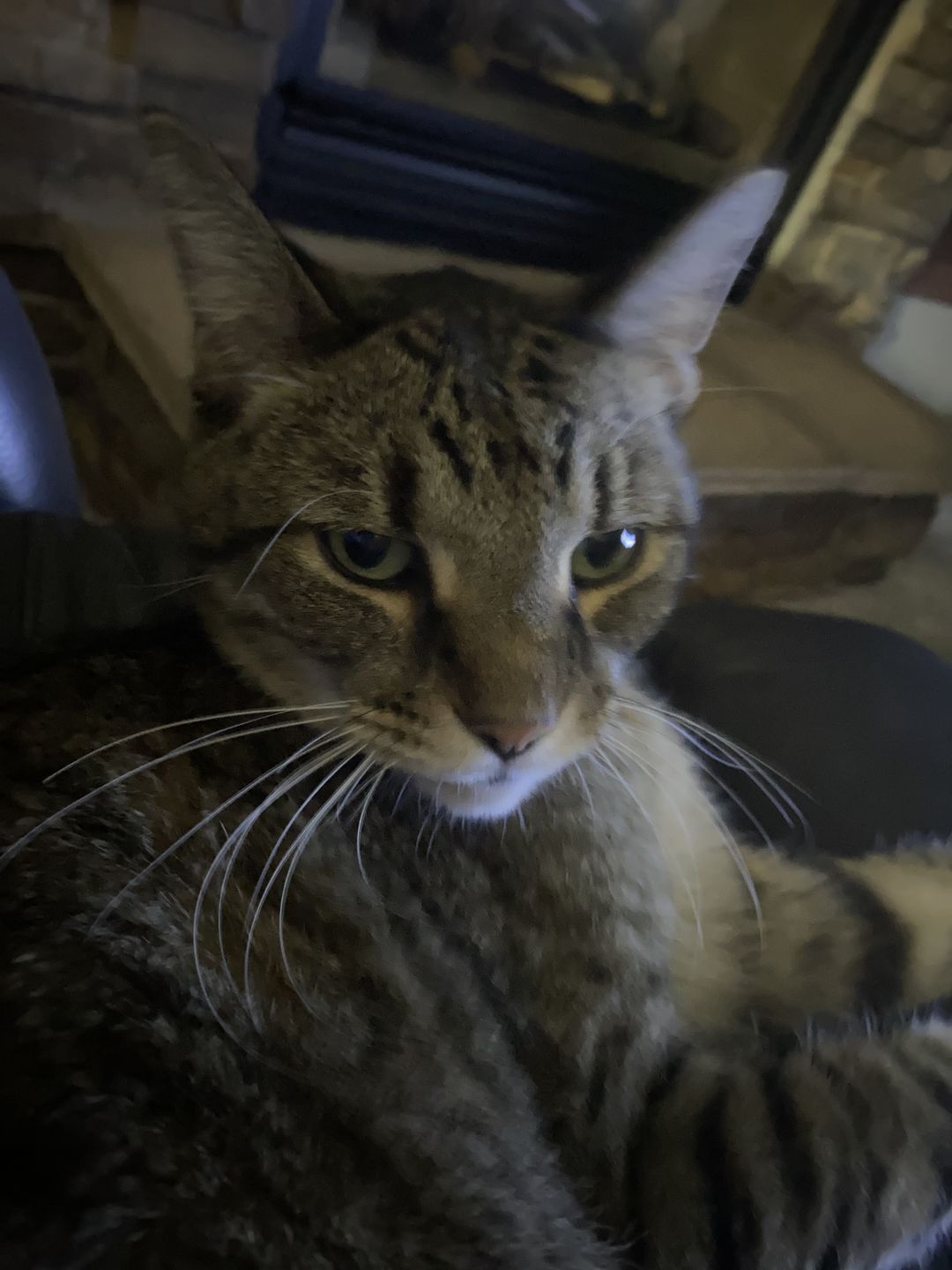 Customer photo review of Hyperthyroidism Supplement for Cats - Treats Cat Hyperthyroid, Patchy Hair Loss, and Helps Cat Weight Gain