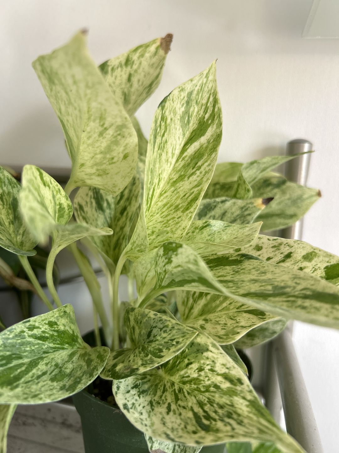Customer photo review of Pothos Epipremnum aureum 'Marble Queen'